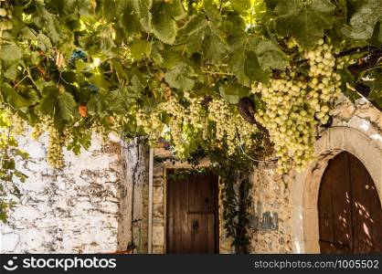 Vigne of white grapes suspended on a pergola near a restaurant on the island of crete in greece