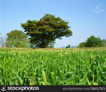 Viietnamese agricultural field at Daklak, Vietnam, vast maize field intercrop with paddy plant, good crop on plantation