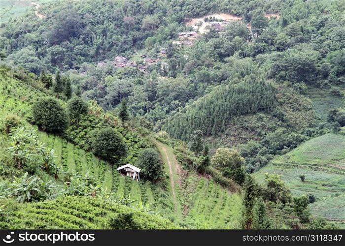 Village and tea plantations in Yunnan, China