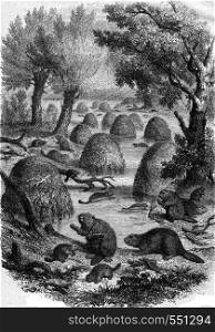Village of beavers, vintage engraved illustration. Magasin Pittoresque 1867.
