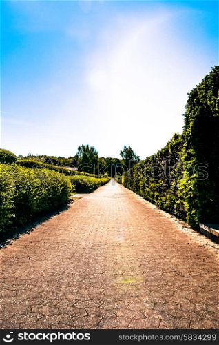 Village path with hedge on both sides