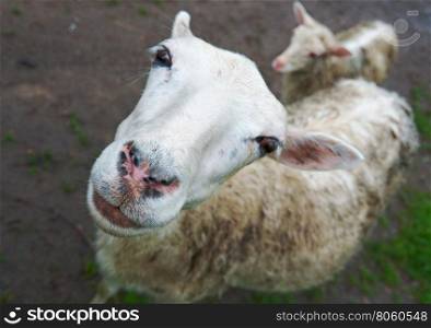 village sheep. Russian North