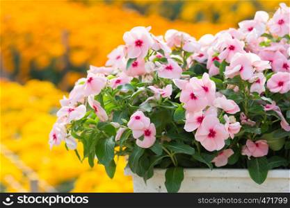 Vinca rosea flowers blossom in the garden, foliage variety of colors flowers, selective focus