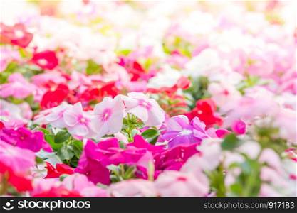 Vinca rosea flowers blossom in the garden, foliage variety of colors flowers, selective focus
