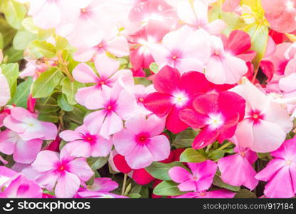 Vinca rosea flowers blossom in the garden, foliage variety of colors flowers, selective focus