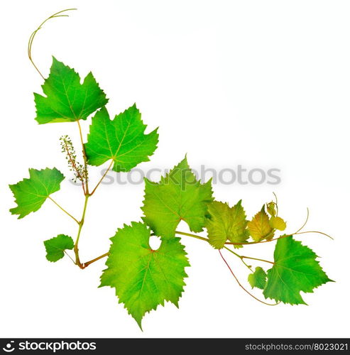 vine and leaves isolated on white background