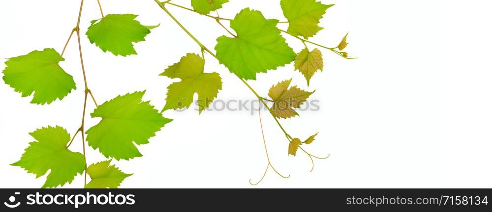 Vine and leaves isolated on white background. Free space for text. Wide photo.