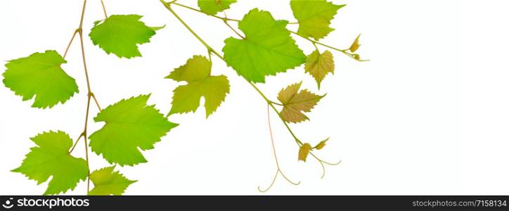 Vine and leaves isolated on white background. Free space for text. Wide photo.