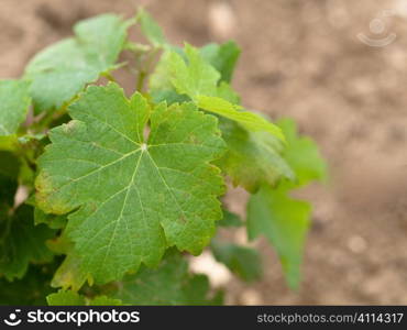 Vine closeup