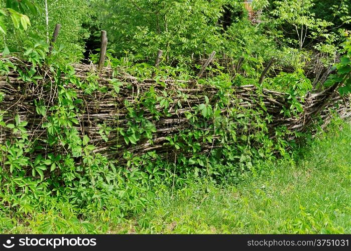 Vine-covered rickety lath fence in Ukrainian village at summer