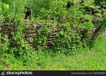 Vine-covered rickety lath fence in Ukrainian village at summer