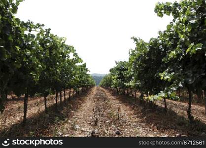 Vine field