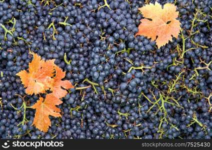 Vine grape harvest. Grapes and red yellow autumn leaves