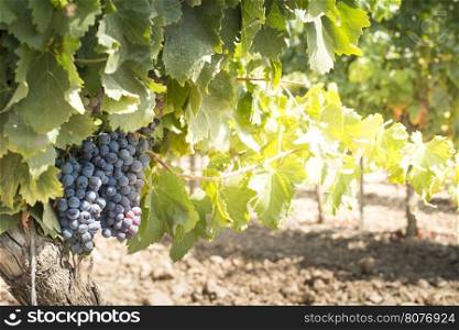 Vine grapes on sun backlight