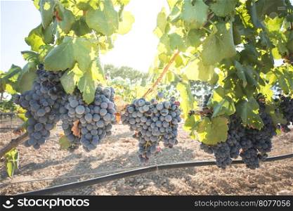 Vine grapes on sun backlight