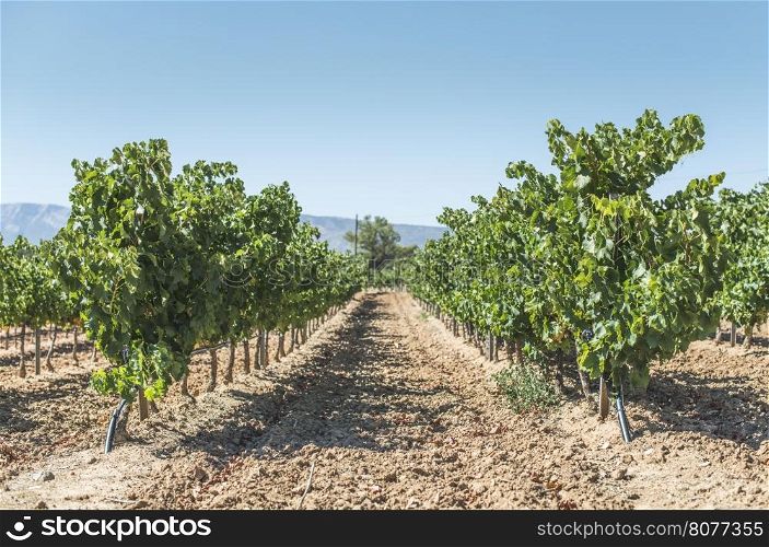 Vine grapes on sunlight