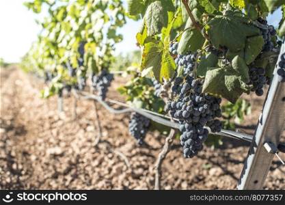 Vine grapes on sunlight