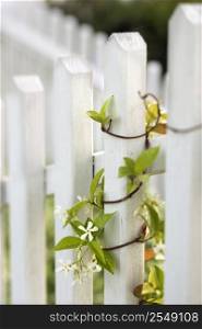 Vine growing on white picket fence.