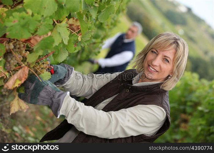 vine harvest