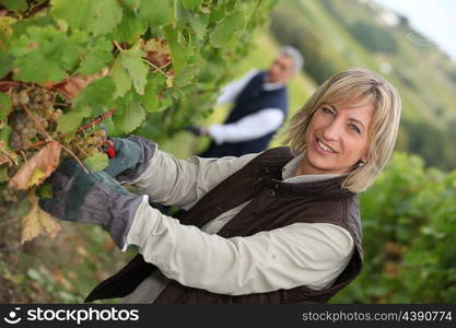 vine harvest