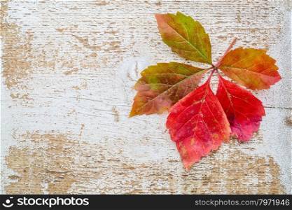 vine leaf in fall colors against weathered white painted barn wood with a copy space