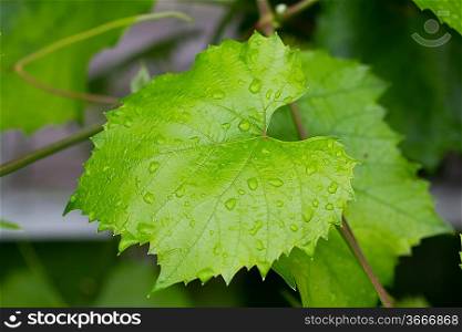 Vine leafes with rain drops 4176