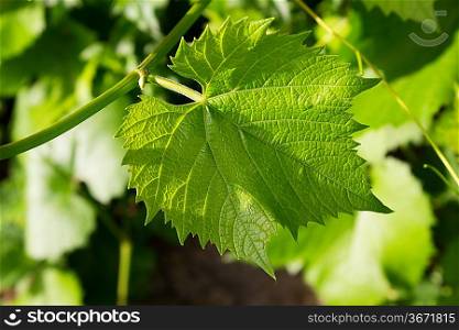 Vine leafes with sun shadow 4132