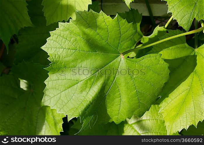 Vine leafes with sun shadow 4133