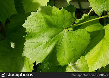 Vine leafes with sun shadow 4133