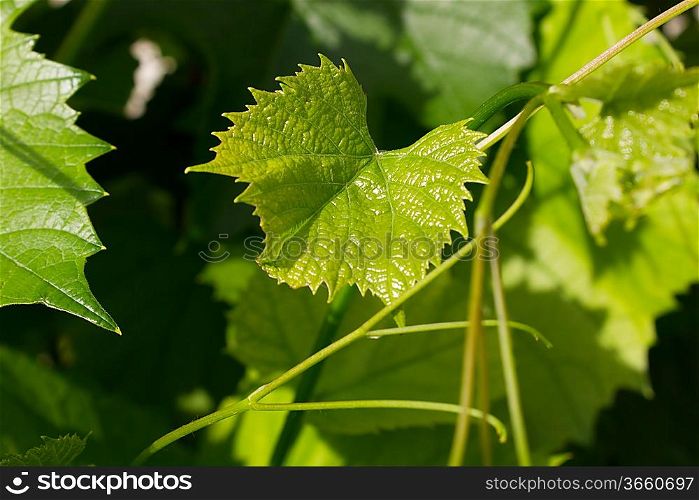 Vine leafes with sun shadow 4135