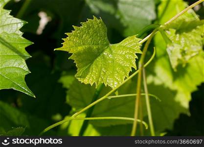 Vine leafes with sun shadow 4135