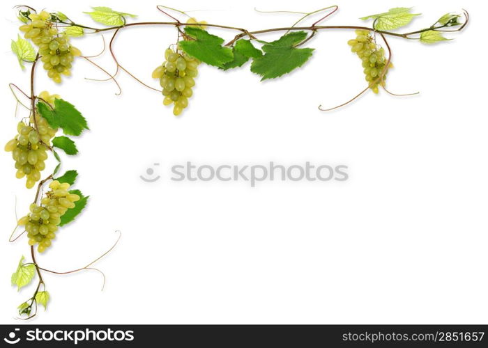 vine leaves and grapes for wine in a restaurant