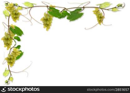 vine leaves and grapes for wine in a restaurant