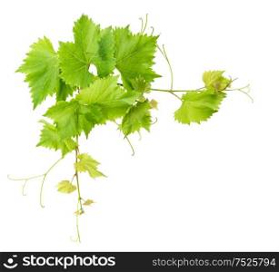 Vine leaves border isolated on white background. Green grape leaf