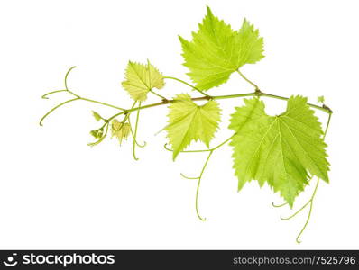 Vine leaves branch isolated on white background. Green grape leaf
