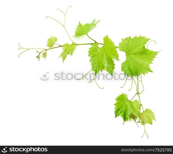 Vine leaves isolated on white background with shadow. Green leaf