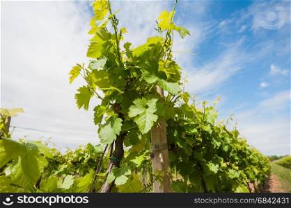 Vine plant in the spring with the background of the blue sky with clouds.