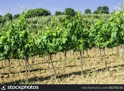 Vine plantations and farmhouse in Toscana, Italy.