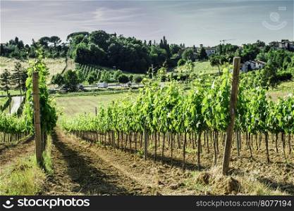 Vine plantations and farmhouse in Toscana, Italy.