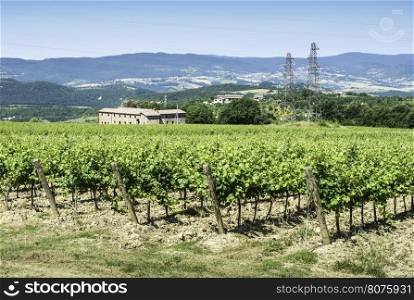 Vine plantations and farmhouse in Tuscany, Italy.