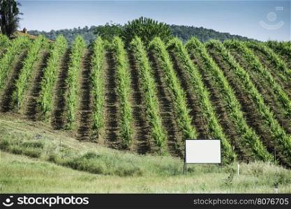 Vine plantations in Toscana, Italy.