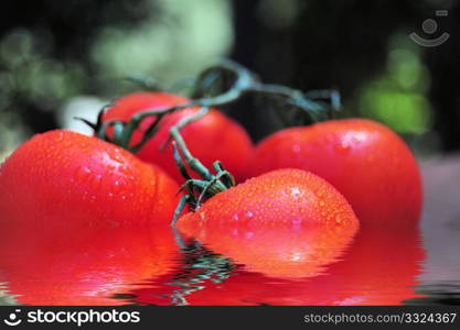 Vine ripened tomatoes attached to the vine reflected in water. Wet Tomatoes