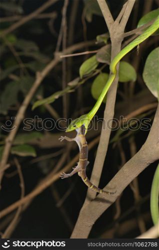 Vine Snake killing Gecko, Ahaetulla nasuta, Matheran, Maharashtra, India