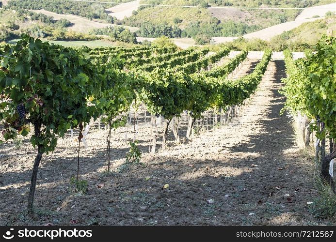 Vine valley, vineyards in rows on hill in Italy.