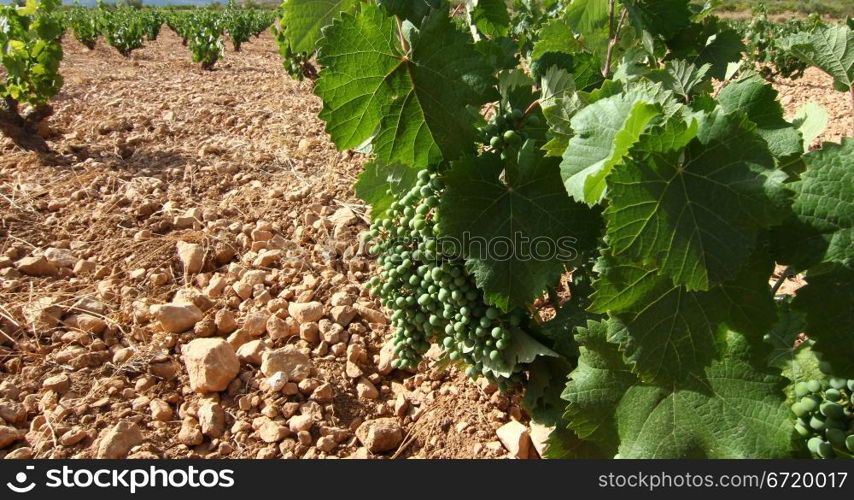 Vine with grapes ripening in the field