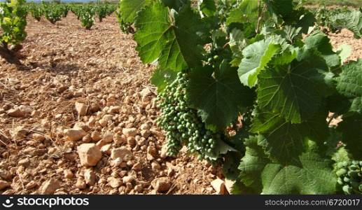 Vine with grapes ripening in the field