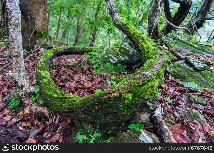 vine with green moss