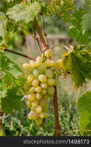 Vines during harvest. Ripe grapes in the garden. Cultivation of organic fruits.. Vines during harvest. Ripe grapes in the garden.