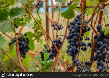Vines during harvest. Ripe grapes in the garden. Cultivation of organic fruits.. Vines during harvest. Ripe grapes in the garden.