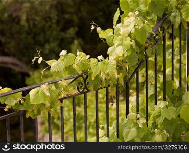 Vines growing on a fence in Corfu